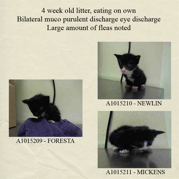 Erinthecat1's tweet photo. #Foresta #Newlin #Mickens 3 kittens in search of some (read LOADS) of flee spray! Rated Green https://t.co/veOK0Kt61x http://t.co/kcum6Bd8G8