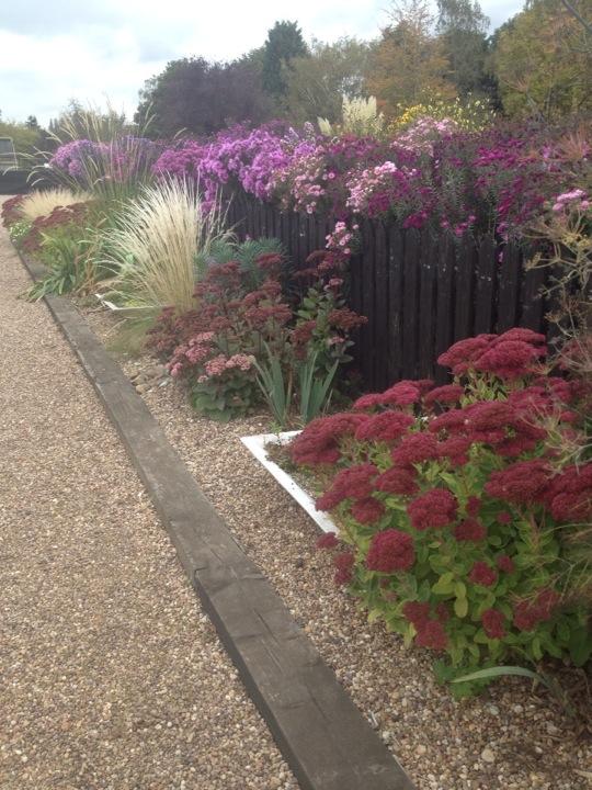 Avondale_Brian's tweet photo. Avondale Asters trying to escape over the fence. @Plantheritage #NatColl http://t.co/W7WceoJe9v