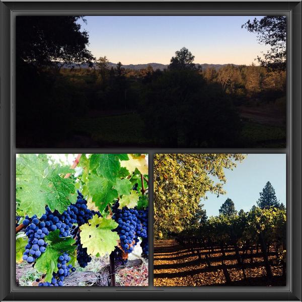 PrimWine tweet picture