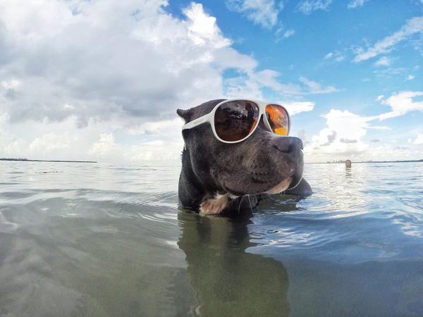 Melo enjoying a sunny day at the beach. Photo by Veronica Peron.