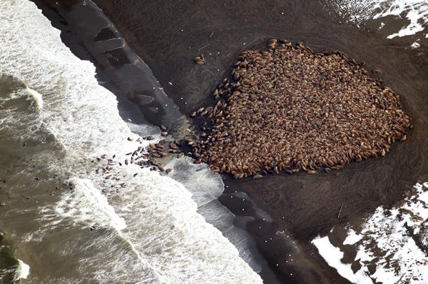 Salon's tweet photo. 35,000 walruses with nowhere to rest: This is what climate change looks like http://t.co/JA6aikdcaR http://t.co/iSzSrP7s77