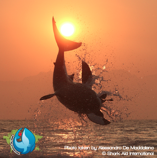 SharkAidIntl's tweet photo. Who DOESN'T #love a (polaris) breaching White #shark? Well, maybe the #seal? #conservation #photography #SouthAfrica http://t.co/nsMZWV1CcB