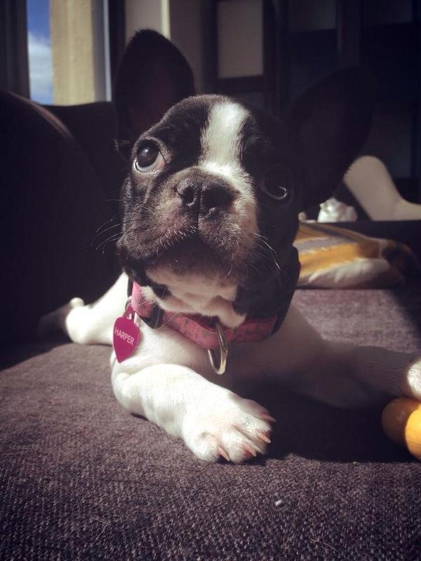 ryandaniel's tweet photo. French bulldog #photobomb! #pharmadreamteam #frenchie #frenchbulldog http://t.co/rPt05IroUY