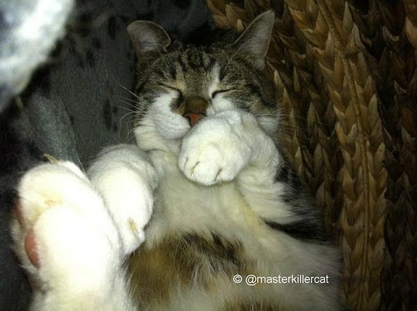 masterkillercat's tweet image. Good night my #friends sleep all well &amp;gt; Peppino wish sweet #dreams &amp;amp; big #hugs &amp;gt; #cats #catlover cc @NTarnopolsky