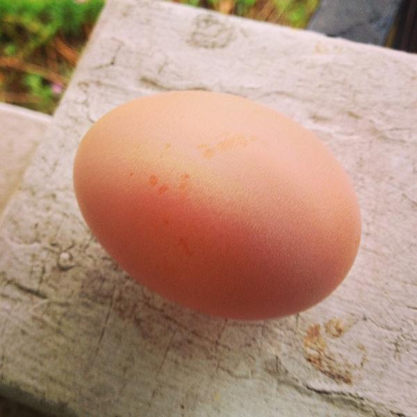 knit_fpea's tweet photo. The chickens are finally paying rent! #firstegg #thankschickens http://t.co/nhFYC5NNdC