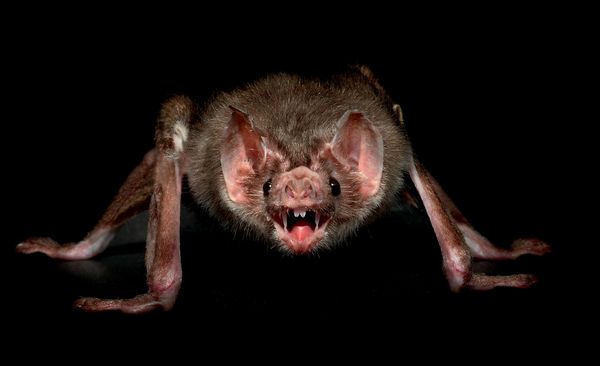 nytimesphoto's tweet photo. Traer Scott wanted to "avoid the pitfalls of sentimentality" with her photos of night animals. http://t.co/dnGitOFnDU http://t.co/5kDocR7FEn