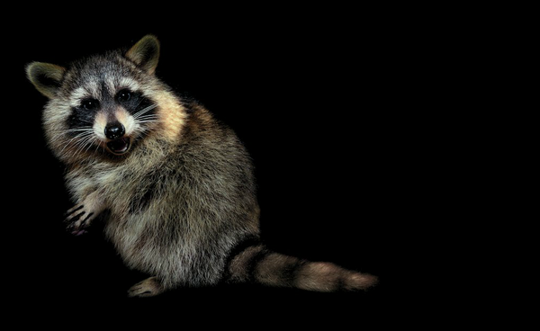 nytimesphoto's tweet photo. Traer Scott wanted to "avoid the pitfalls of sentimentality" with her photos of night animals. http://t.co/dnGitOFnDU http://t.co/5kDocR7FEn