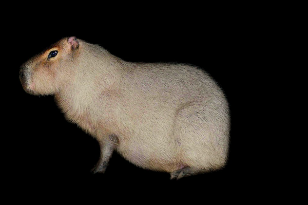 nytimesphoto's tweet photo. Traer Scott wanted to "avoid the pitfalls of sentimentality" with her photos of night animals. http://t.co/dnGitOFnDU http://t.co/5kDocR7FEn