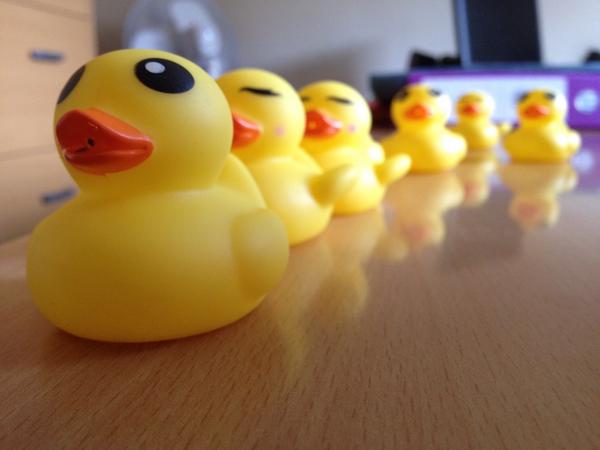 MPollard93's tweet image. Took photos of some ducks today.. #ProcrastinationLevelExpert