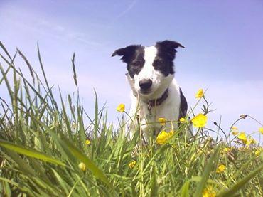 torbaydesign's tweet image. my crazy dog at berry head a few years ago
#devonhour #torbayhour 
southdevoninphotos.co.uk
#devonphotos