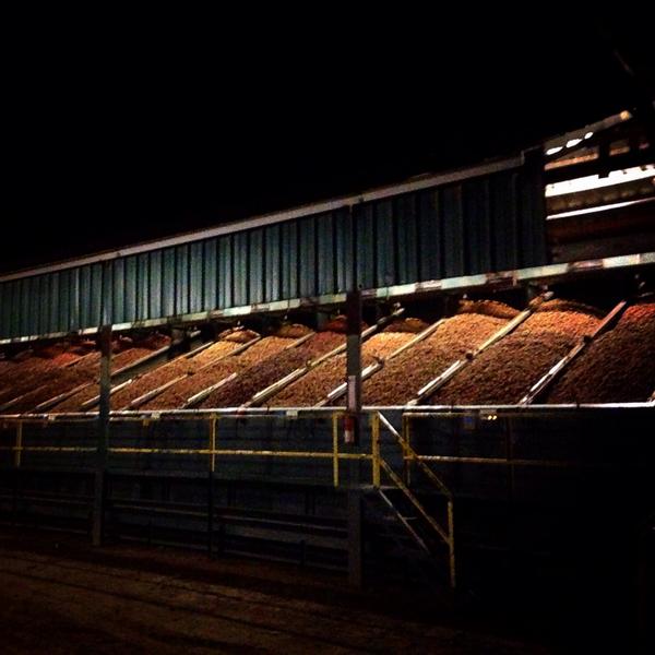 Putting those overtime hours in! #harvest #walnuts #superfood