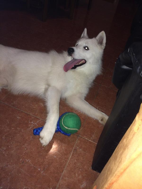 geor_sh's tweet photo. Con su regalo de cumple @Eni_Sanchez se nos hace grande :( http://t.co/QaOX6UNTt8