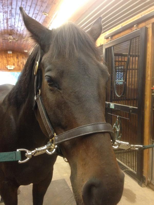 BryanBoyes's tweet image. Visit to the barn with @KatMBoyes to see my boy. #timeforaride