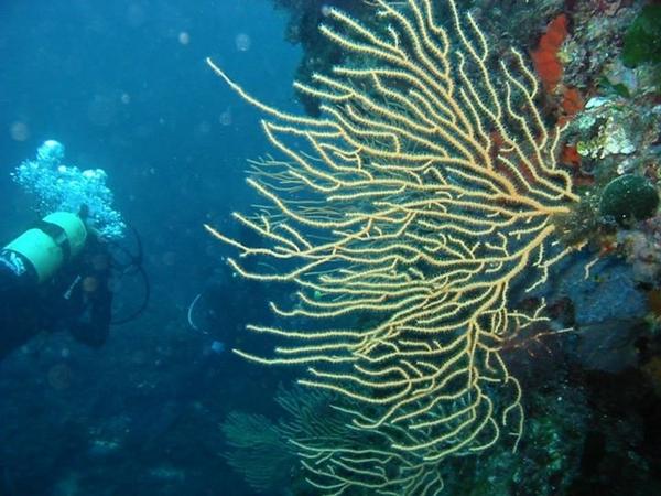 sergio75pa's tweet photo. #profdiver #Palermo Immersione all'Avamposto Riserva Naturale di Capo Gallo #diving http://t.co/Y4p7sRwgnt