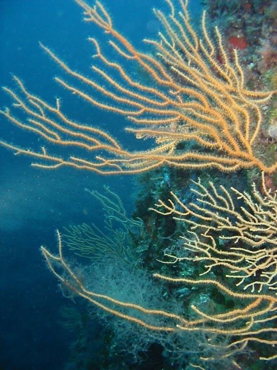 sergio75pa's tweet photo. #profdiver #Palermo Immersione all'Avamposto Riserva Naturale di Capo Gallo #diving http://t.co/Y4p7sRwgnt