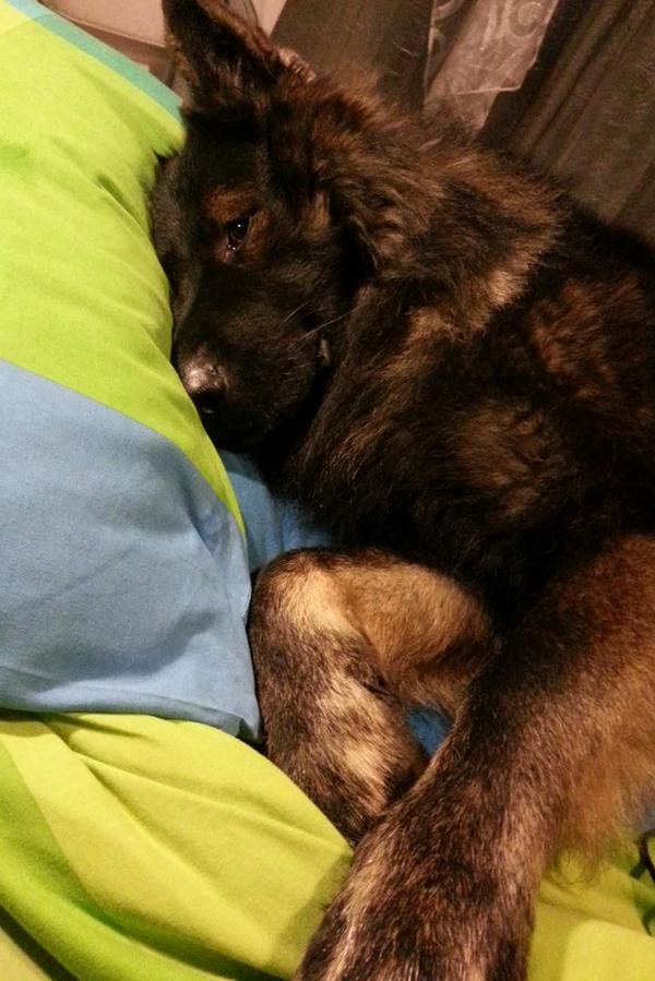 stefycarta's tweet photo. La buonanotte che preferisco ♥ http://t.co/LQykNOqnd4