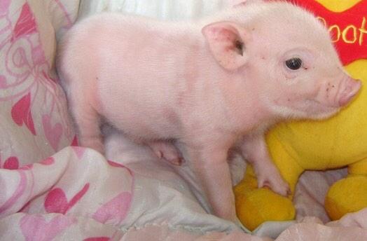 hancormie's tweet photo. I want one so bad 😍❤️ #microminipig #favanimal http://t.co/qVyUXOED8D