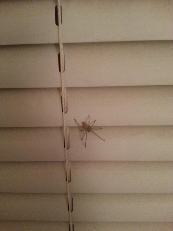DanGriesbach's tweet photo. First thing I encountered when I woke up this morning. #sleeperagentbebrave http://t.co/aKJWby5jJr