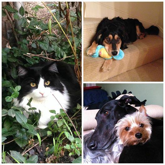 BlumVet's tweet photo. Meet Dr. Sidel's #pets! Mossimo (left), Ziko and Yogi (right bottom) and Xula (right top) #teamblumtuesdays http://t.co/2yHfMAs74k