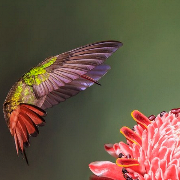 La riqueza de nuestra biodiversidad recorrió el mundo en esta fotografía publicada por <a href="/NatGeo_la/">National Geographic LATAM</a> #PactoConElPlaneta
