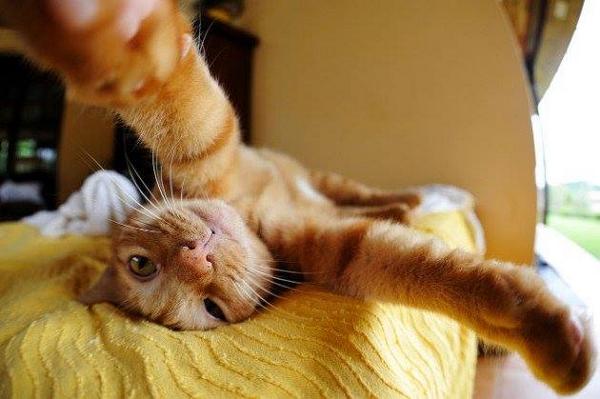 funnycutecat's tweet photo. Time to wake up.
http://t.co/WJ7Rzog6Rc #cats #funnycats #cutecats http://t.co/39a6476dYd