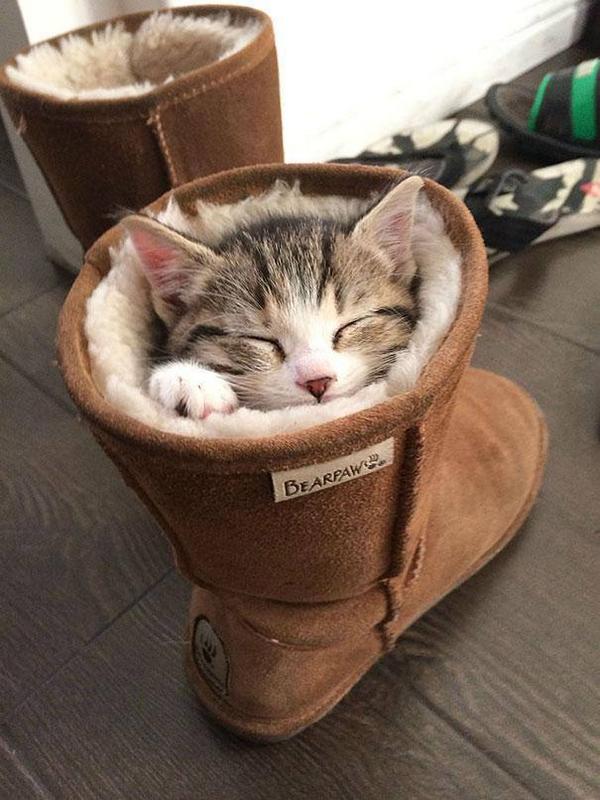 funnycutecat's tweet photo. cat in boots
http://t.co/JtPQxWYlfB  #funnycat #cutecat #cats http://t.co/DrOYn7ZN7G