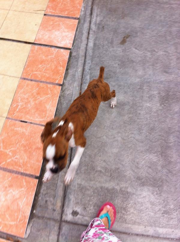 Ana_belf's tweet photo. Jugando con koba parece chapulin salte y salte http://t.co/7FqYiUn8DP