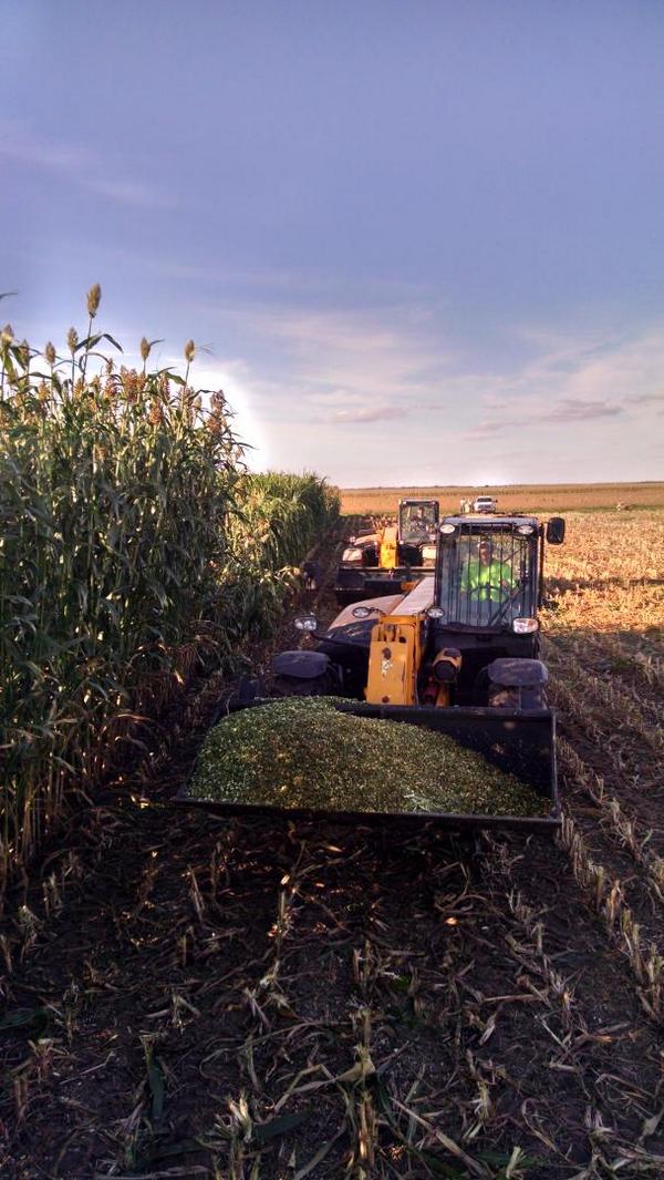 jcjackson9697's tweet photo. CROPLAN by WinField Wagner SD replicated sorghum plot harvest #begreater #winfieldinsight http://t.co/xMwUUF533C