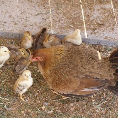 CPadillaRBK's tweet photo. This Kelso hen and her pure babies. http://t.co/WU7HE2q00V