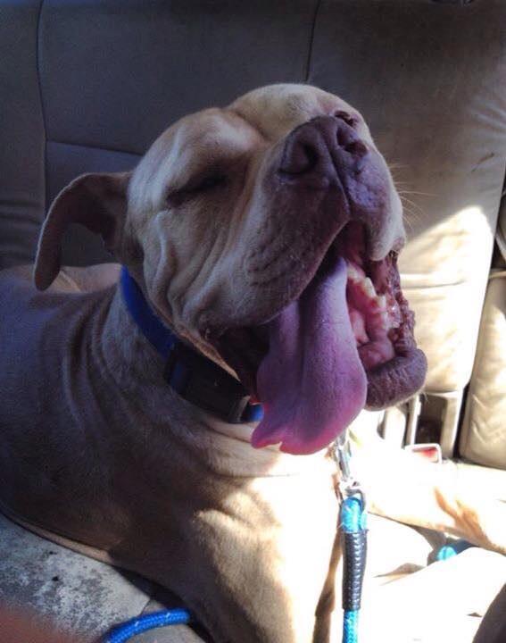 Henry's back for a few days until he goes on a trial adoption with a new family on Saturday! We're happy to see him!