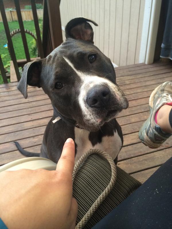 Someone just farted... Any guesses who it was??? Thanks for gassing the deck, Grace! #pibblefarts