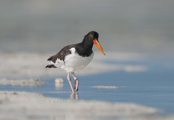 amoytracking's tweet photo. #AmericanOystercatcher in The Bahamas and @audubonsociety is working to protect them in the #JoulterCays http://t.co/U2FUNAkT9T