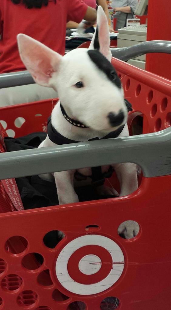 Hayward North is #TargetDogApproved. #friendlyin2
