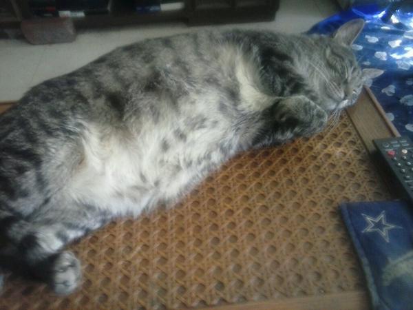 @starseedlotus Cute kitty here is Mischief kitty