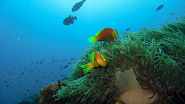 Maafushivaru_MV's tweet photo. The #coral #Reefs at #Maafushivaru &amp; #Lonubo are great for exploring. What have you seen whilst #snorkelling with us. http://t.co/4tWcRRKkEQ