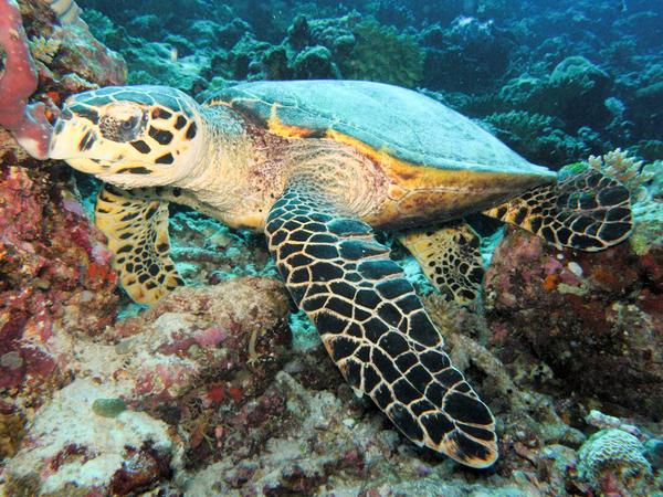 Maafushivaru_MV's tweet photo. The #coral #Reefs at #Maafushivaru &amp; #Lonubo are great for exploring. What have you seen whilst #snorkelling with us. http://t.co/4tWcRRKkEQ