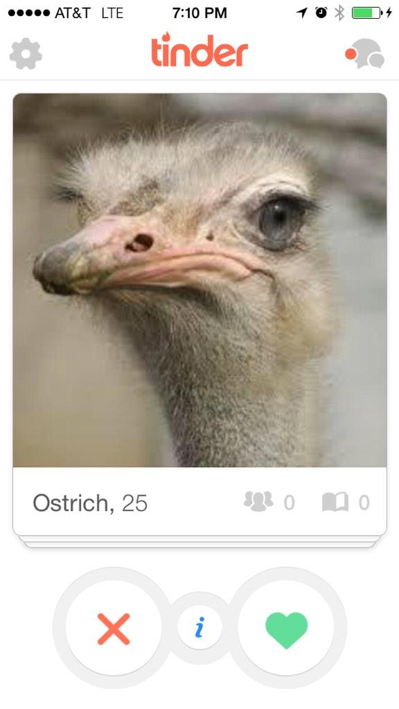 Bitchsurvival's tweet photo. But why tinder?!?!?! But why?!? http://t.co/Jv1aAnNkax