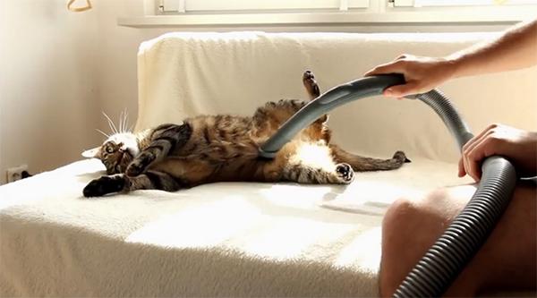 We know cats like to keep clean but this… Bobo loves getting vacuumed. po.st/8TC5Dp   via <a href="/ViralSpell/">Viral Spell</a> ..