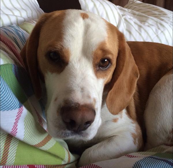 Mum has just put clean bedding on! So I'm not allowed on the bed! He he heeee!