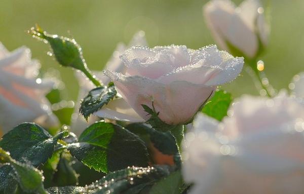 Нежные цветочки песня. Белые розы в росе. Роса на цветах. Нежные цветы в росе.