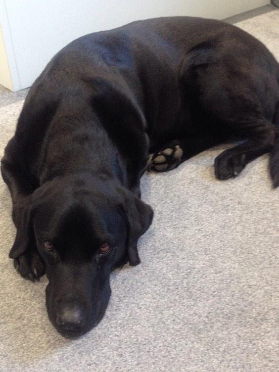 Invivebusiness's tweet photo. We have a very hairy helper in the #office today!
#labradorlabour #invive #Baxter #labrador @UKBusinessRT http://t.co/3ctfNjvhrl