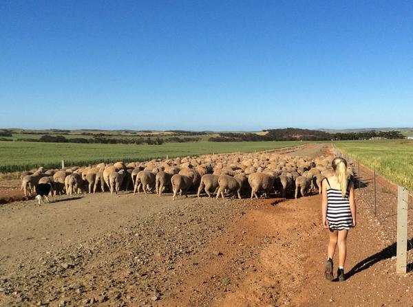 andyhann1's tweet photo. Had a little school holiday helper today #farmgirl #rossiboots #tomorrowsfarmer #shearing14 @natroberts21 #toocute http://t.co/IQGLNkqbuQ