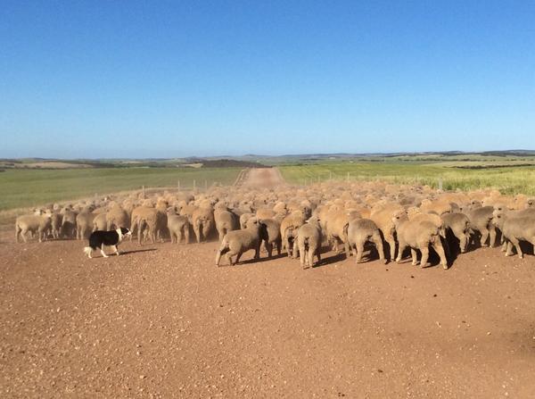andyhann1's tweet photo. It's dry & dusty, maybe this might bring rain #shearing14 #comeonhuey Won't mind shearing being delayed! http://t.co/VOP0hWLsWf