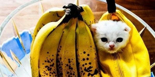 кот банан. кошечка в банане. кошечка в банане. коты бананы. котенок в бандане.