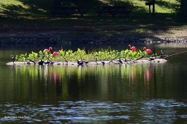 FriendsBSP's tweet photo. Turtles and birds love the new artificial island installed to improve the Bellevue pond water quality. http://t.co/dxcH3OlKGO