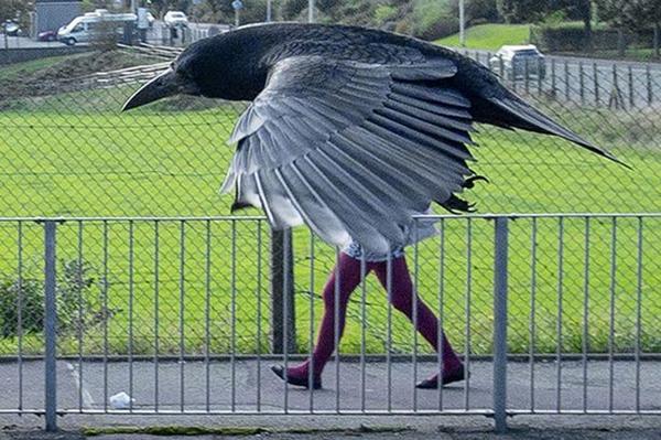 ThePoke's tweet image. This crow in Aberdeen just won at photobombing (pic by Steve Black] - via @DailyMirror