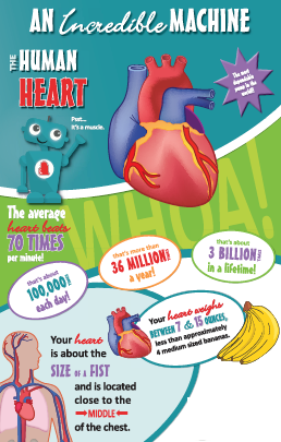 drhamdulayscare's tweet photo. An Incredible Machine - Human Heart http://t.co/SHeDCtg8Nc