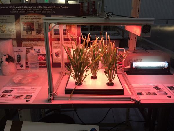 I'm at <a href="/SwampWorks_KSC/">Swamp Works at KSC</a> this morning. The ground-version of ISS VEGGIE payload has a new crop. Wheat?