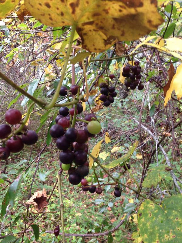 29fair's tweet image. Grapes in @nantucket .