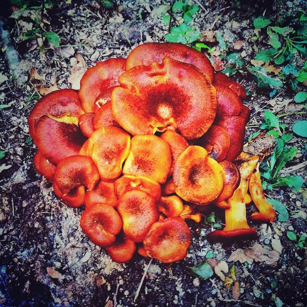 CheccaErli's tweet image. Autunno!!!